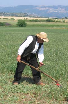 scything