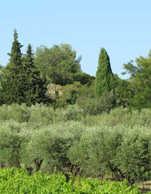 Cypress, olives, vines