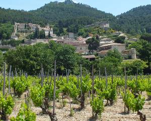 Gigondas vineyard