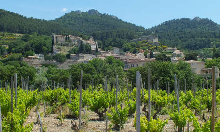 Provence vineyards